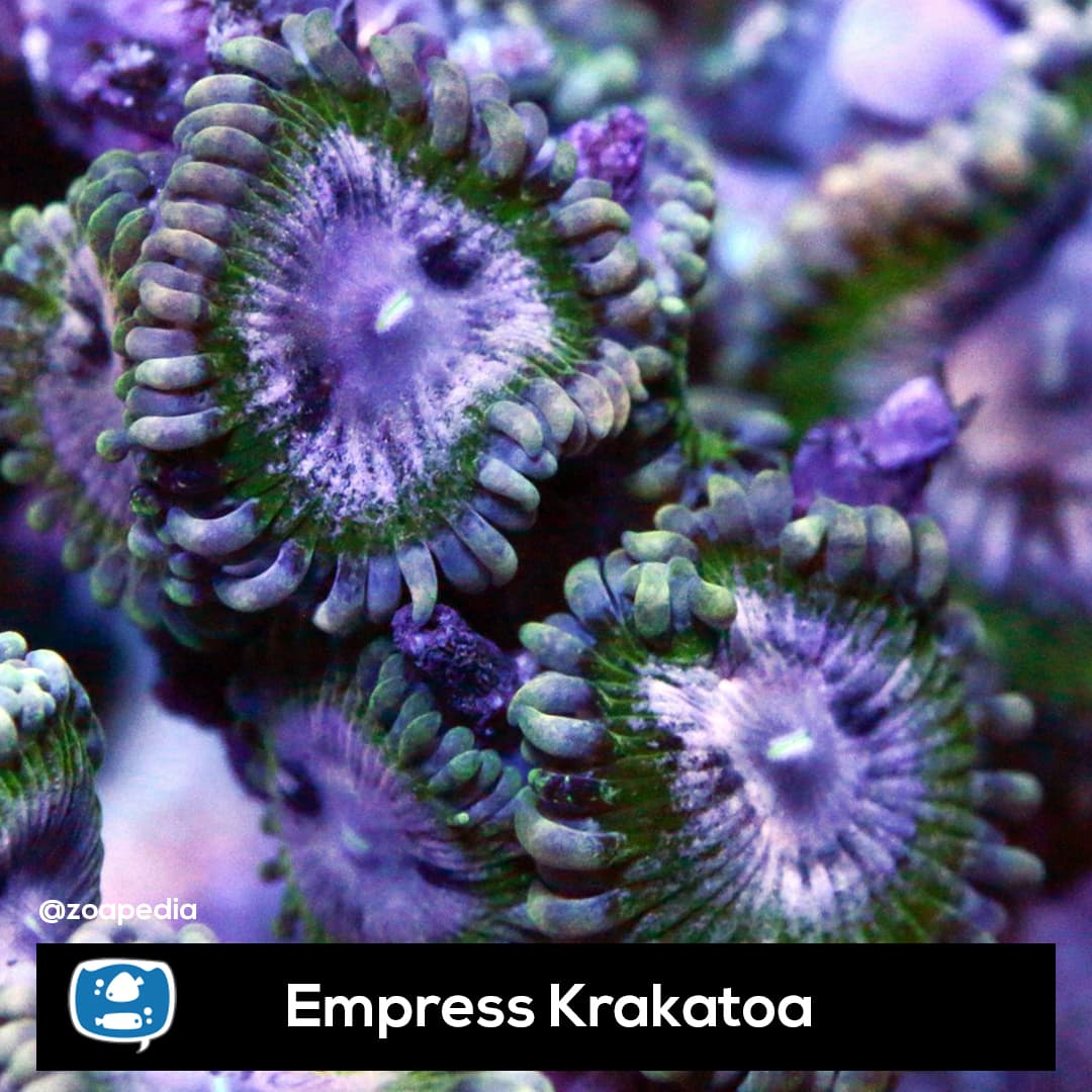Empress Krakatoa