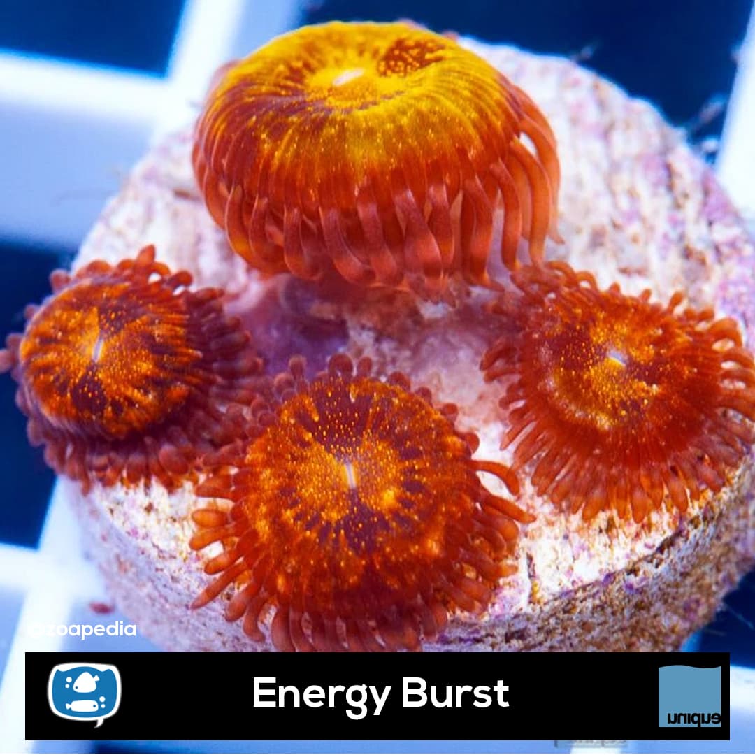 Energy Burst