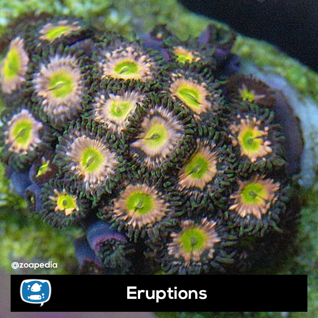 Eruptions