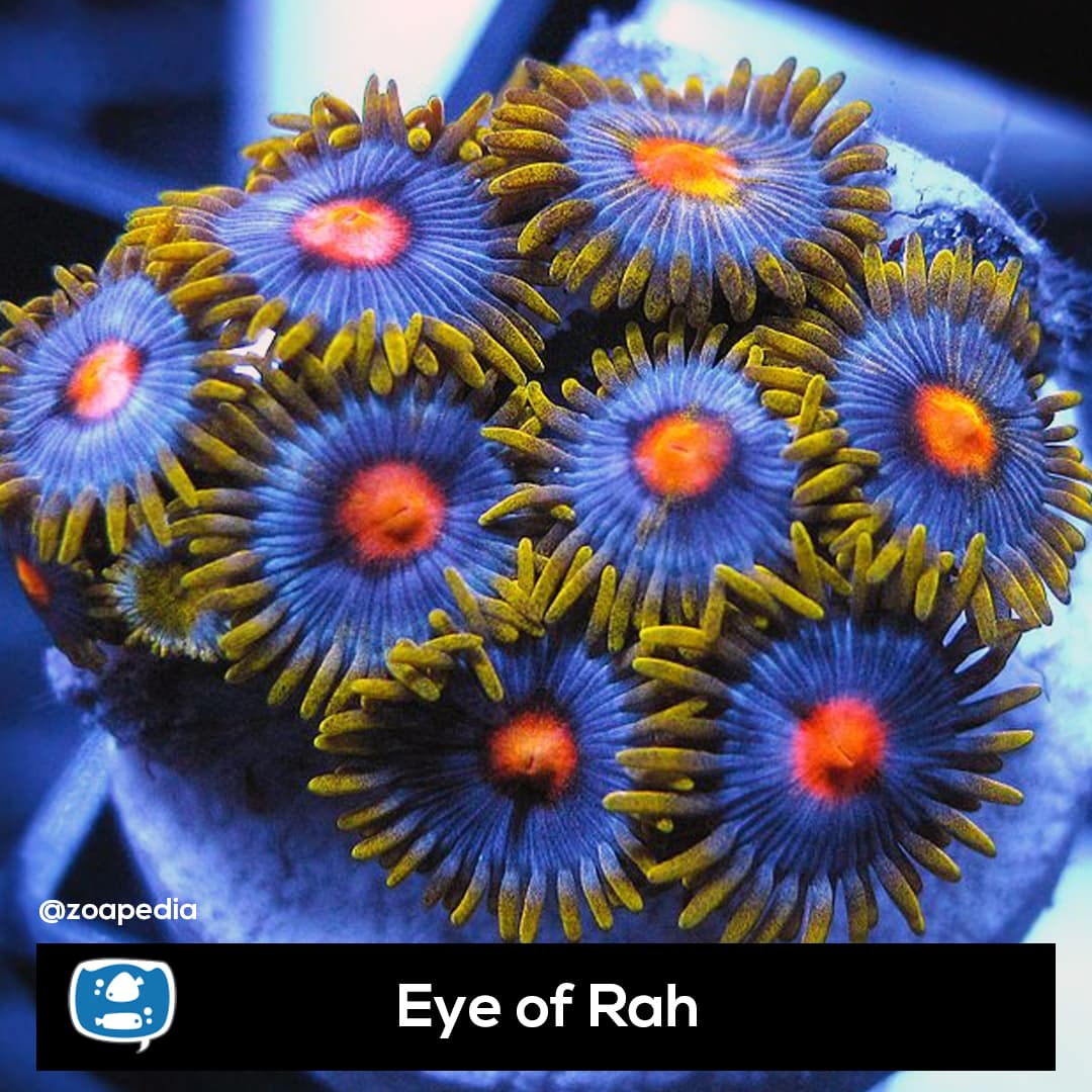 Eye of Rath