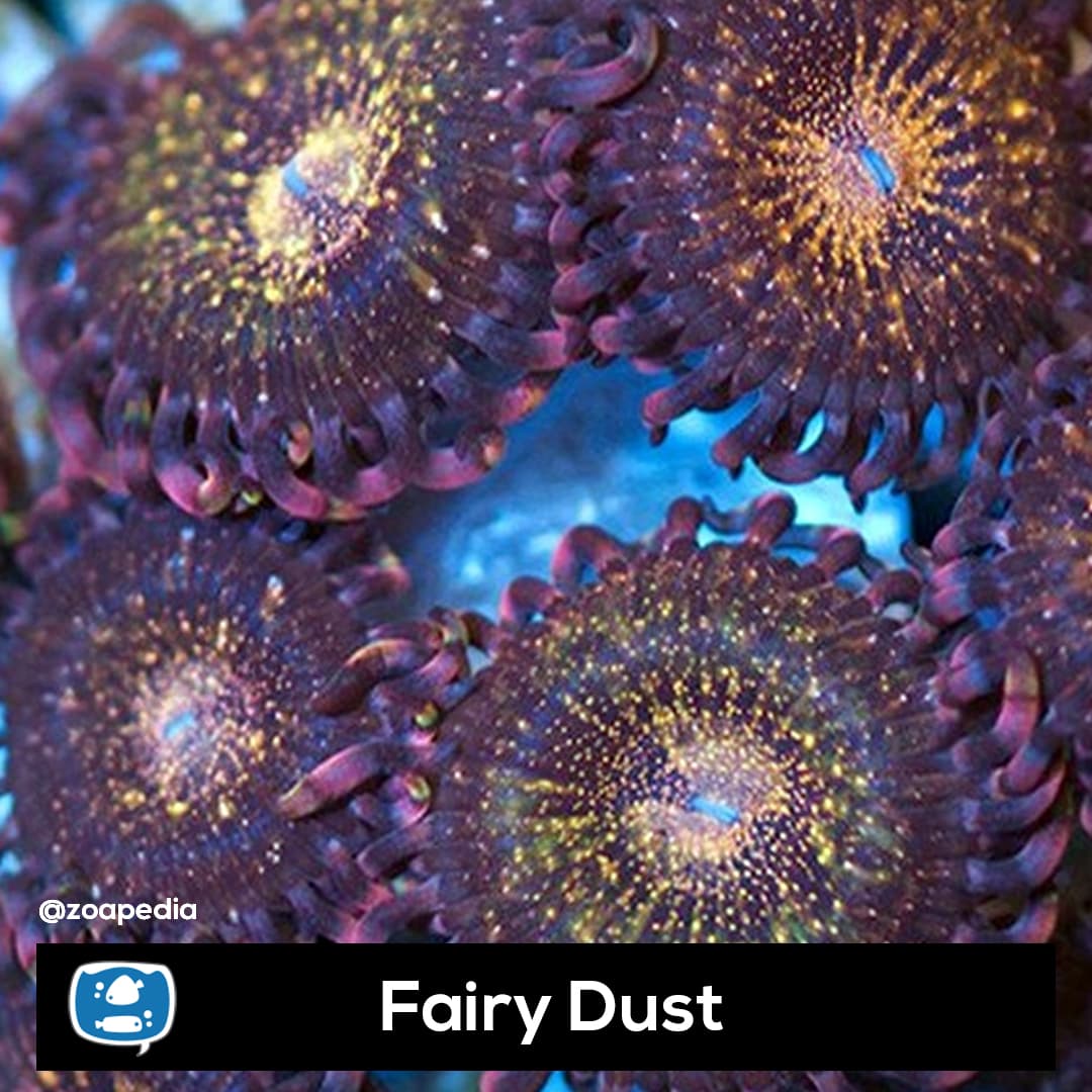 Fairy Dust