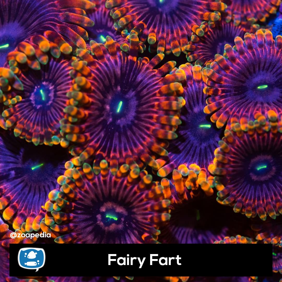 Fairy Fart