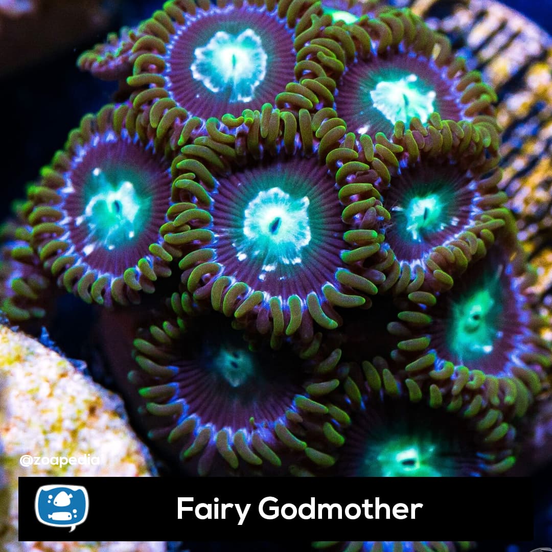 Fairy Godmother
