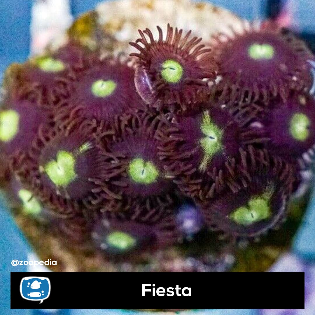 Fiesta