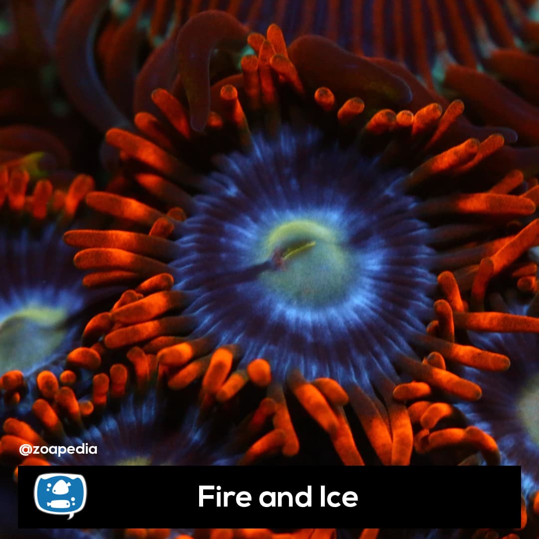 Fire and Ice