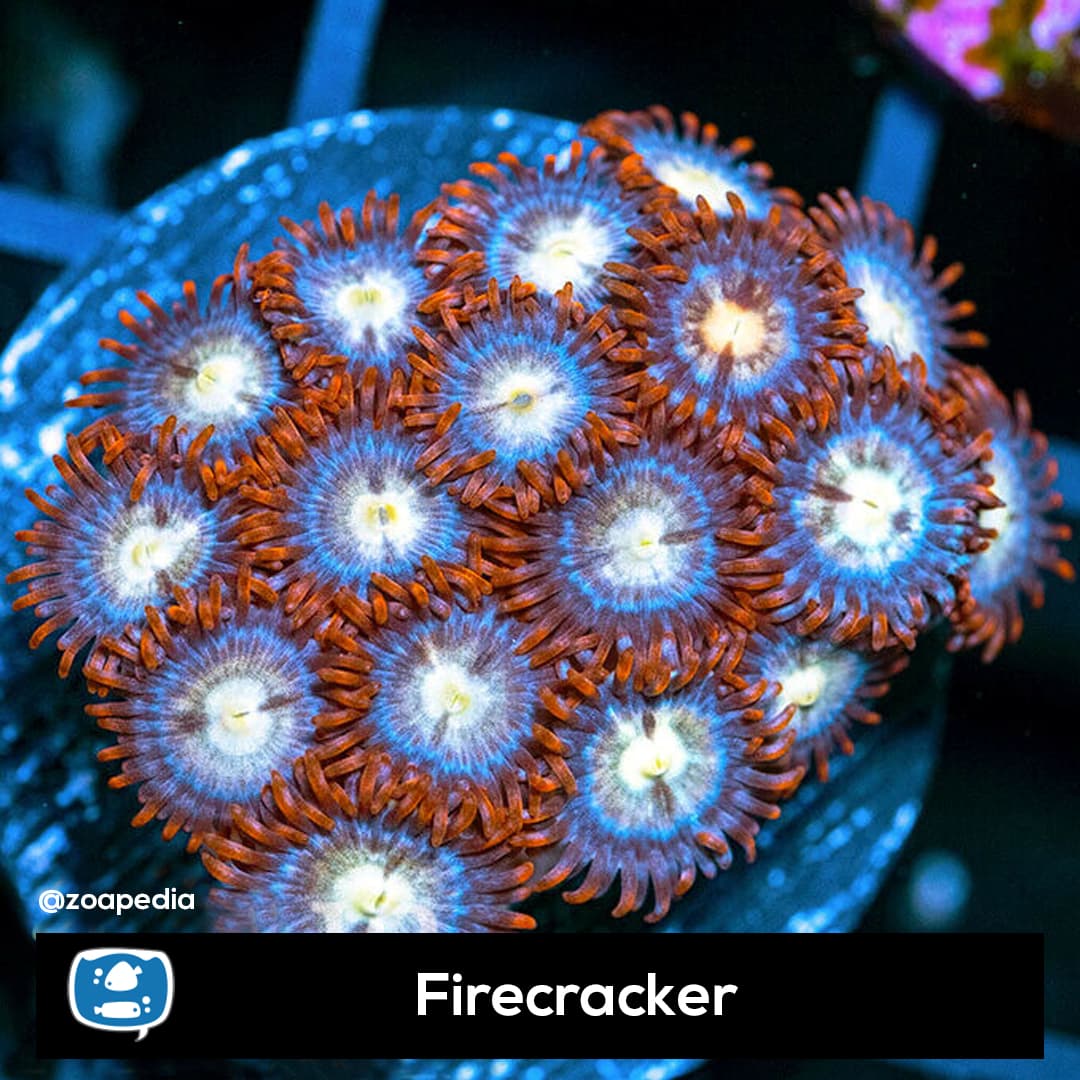 Firecracker