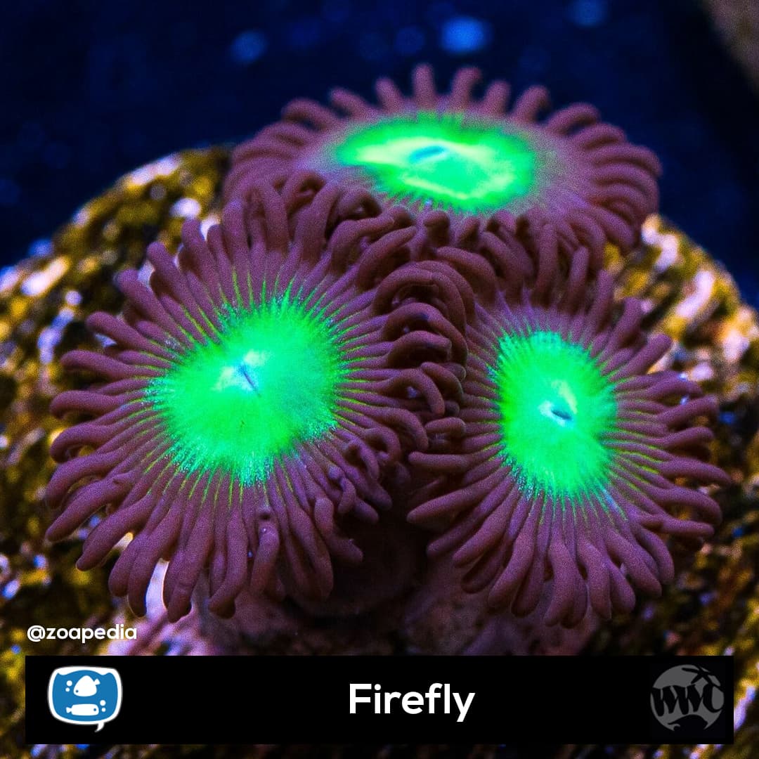 Firefly