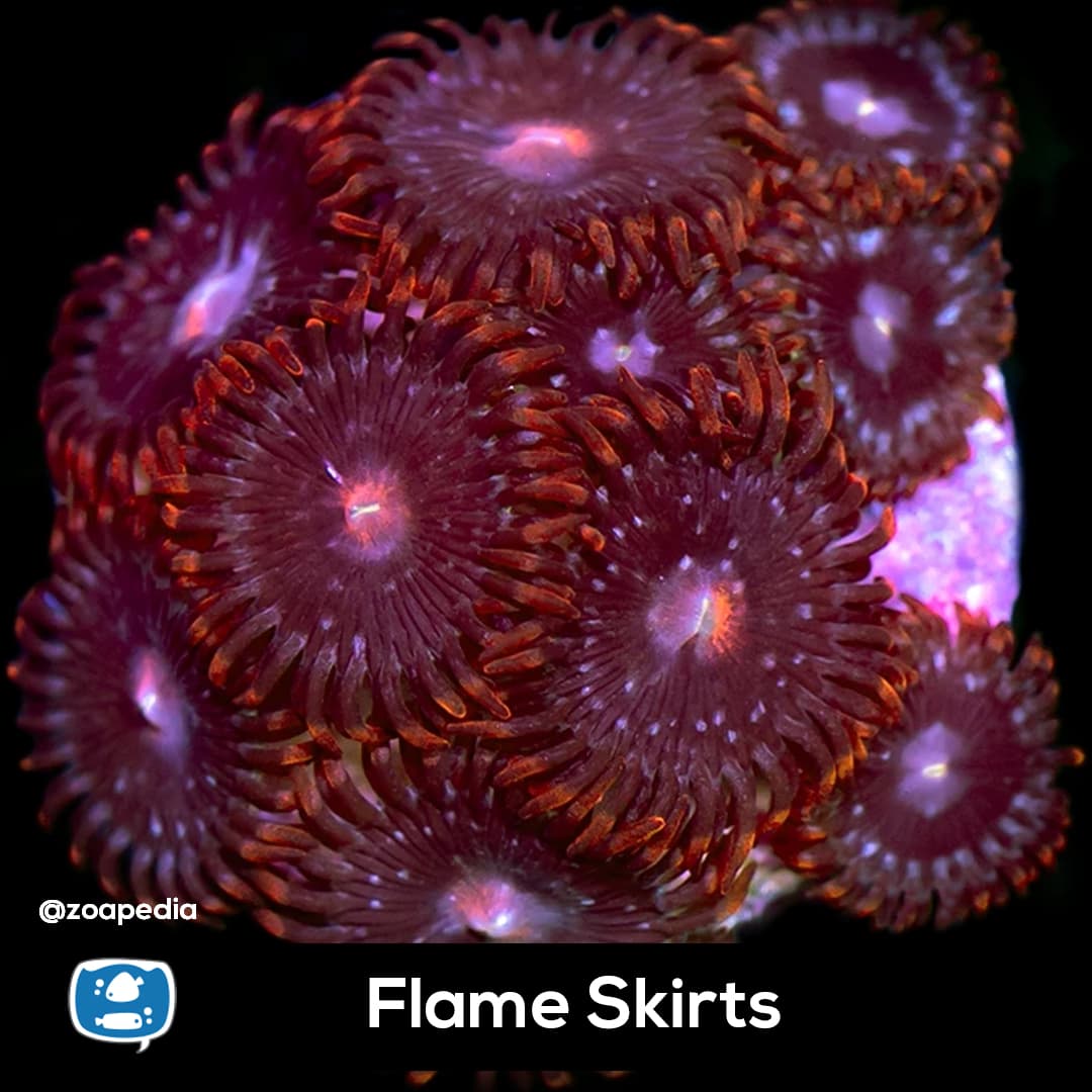 Flame Skirts