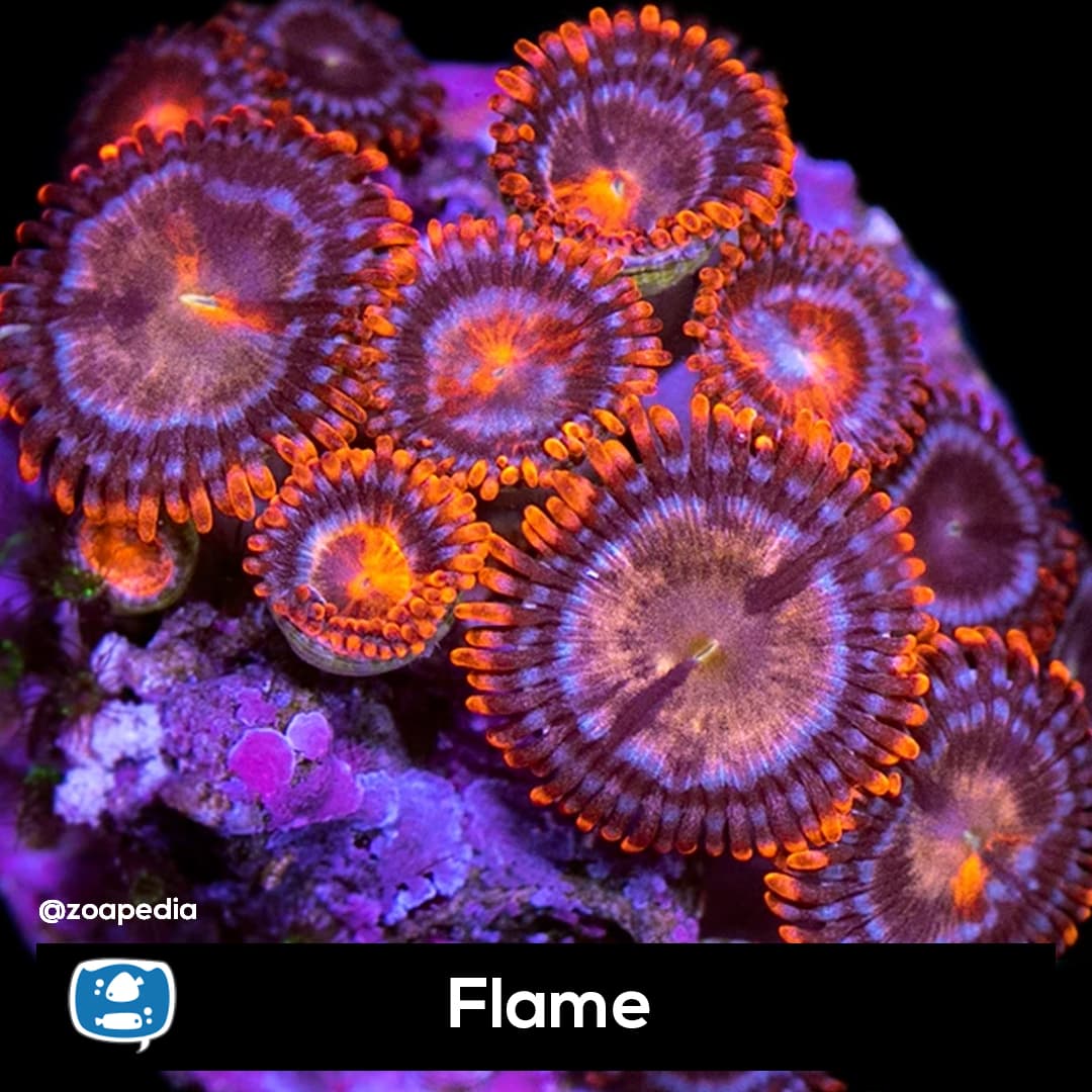 Flame