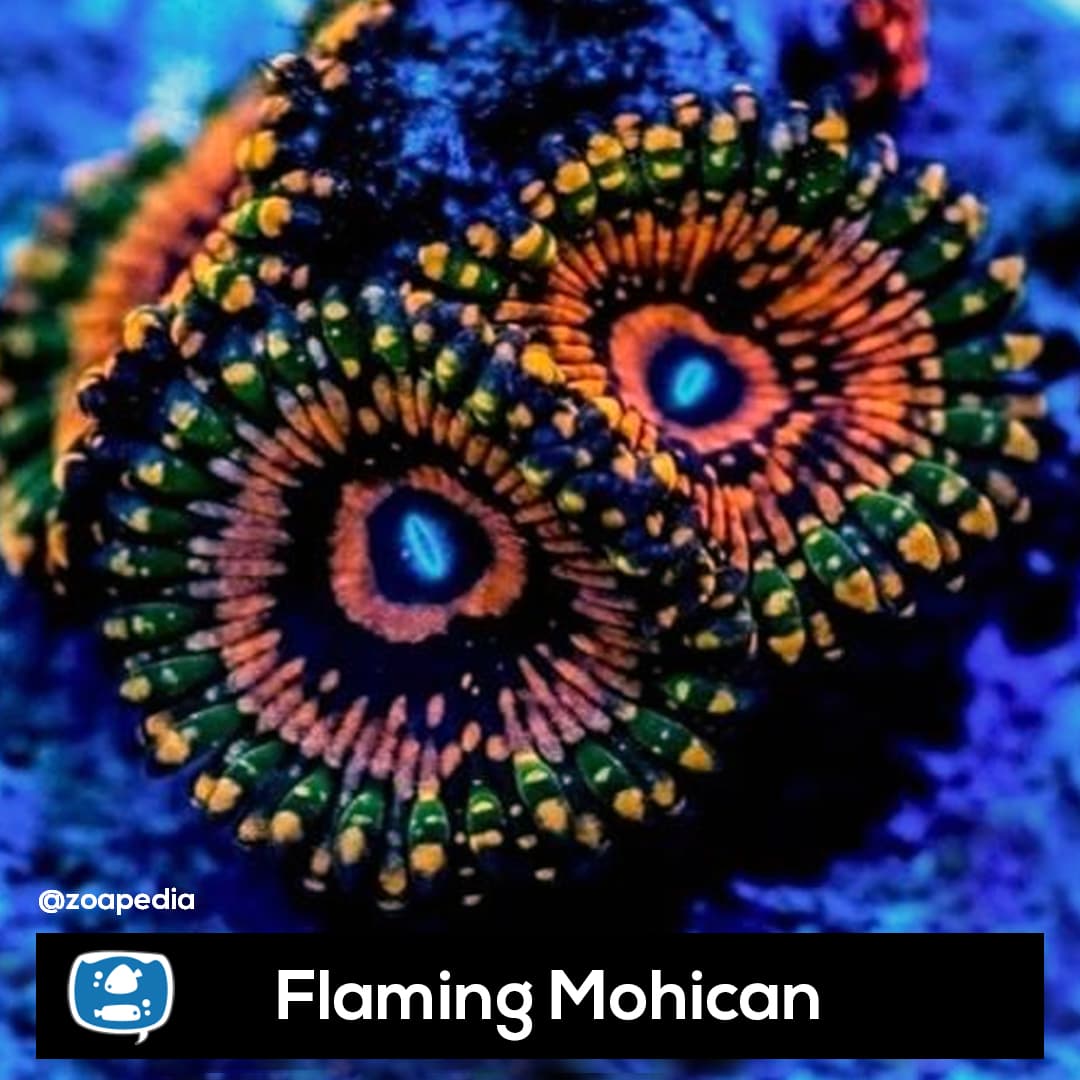 Flaming Mohican