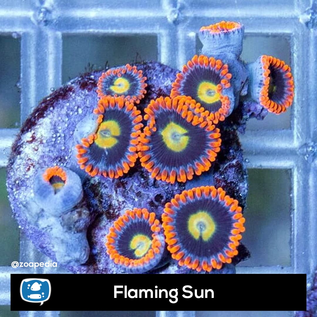Flaming Sun