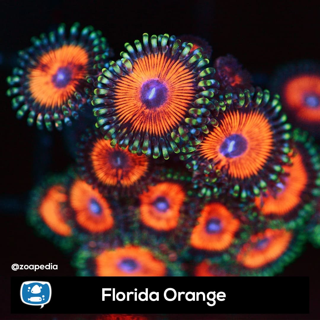Florida Orange