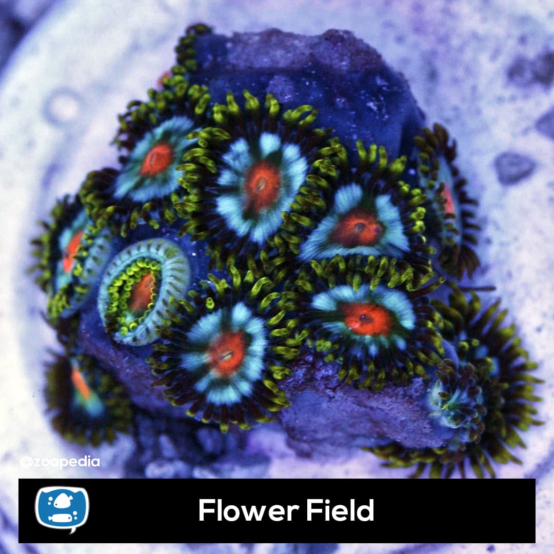 Flower Field