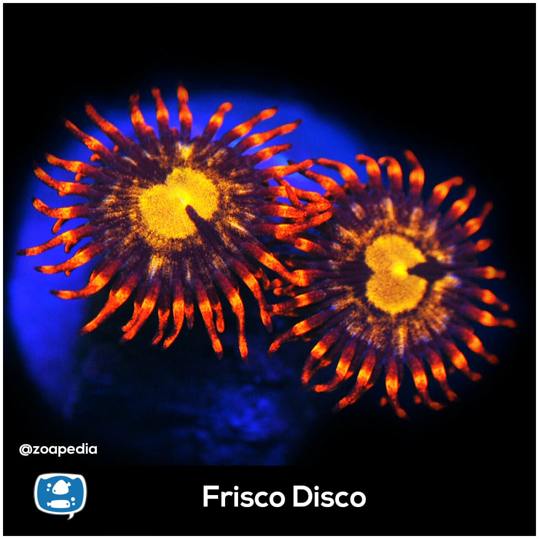 Frisco Disco