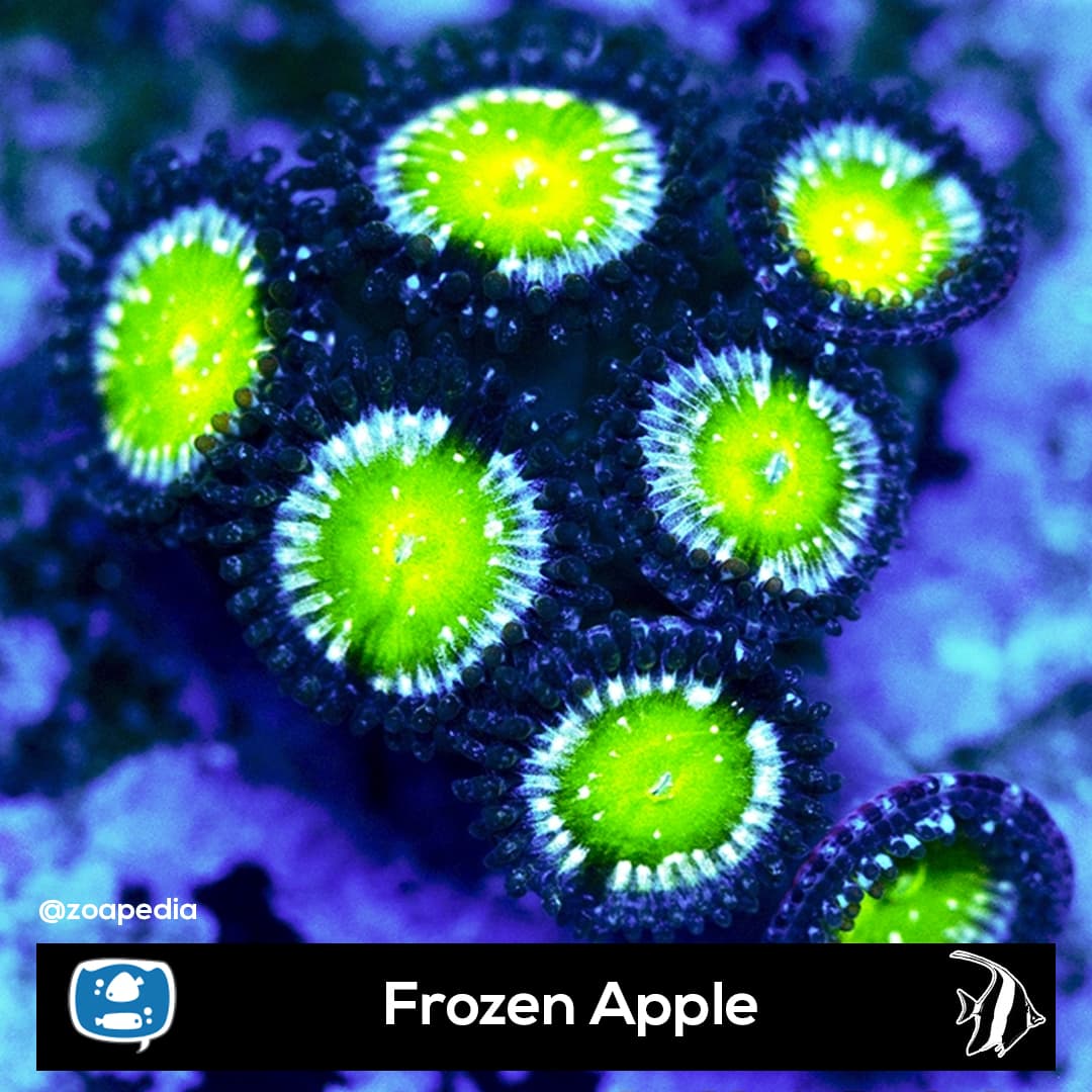 Frozen Apple