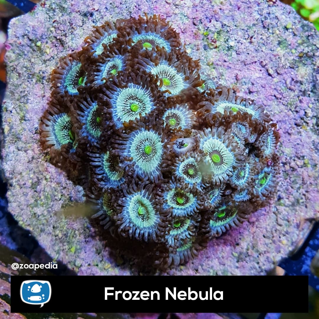 Frozen Nebula