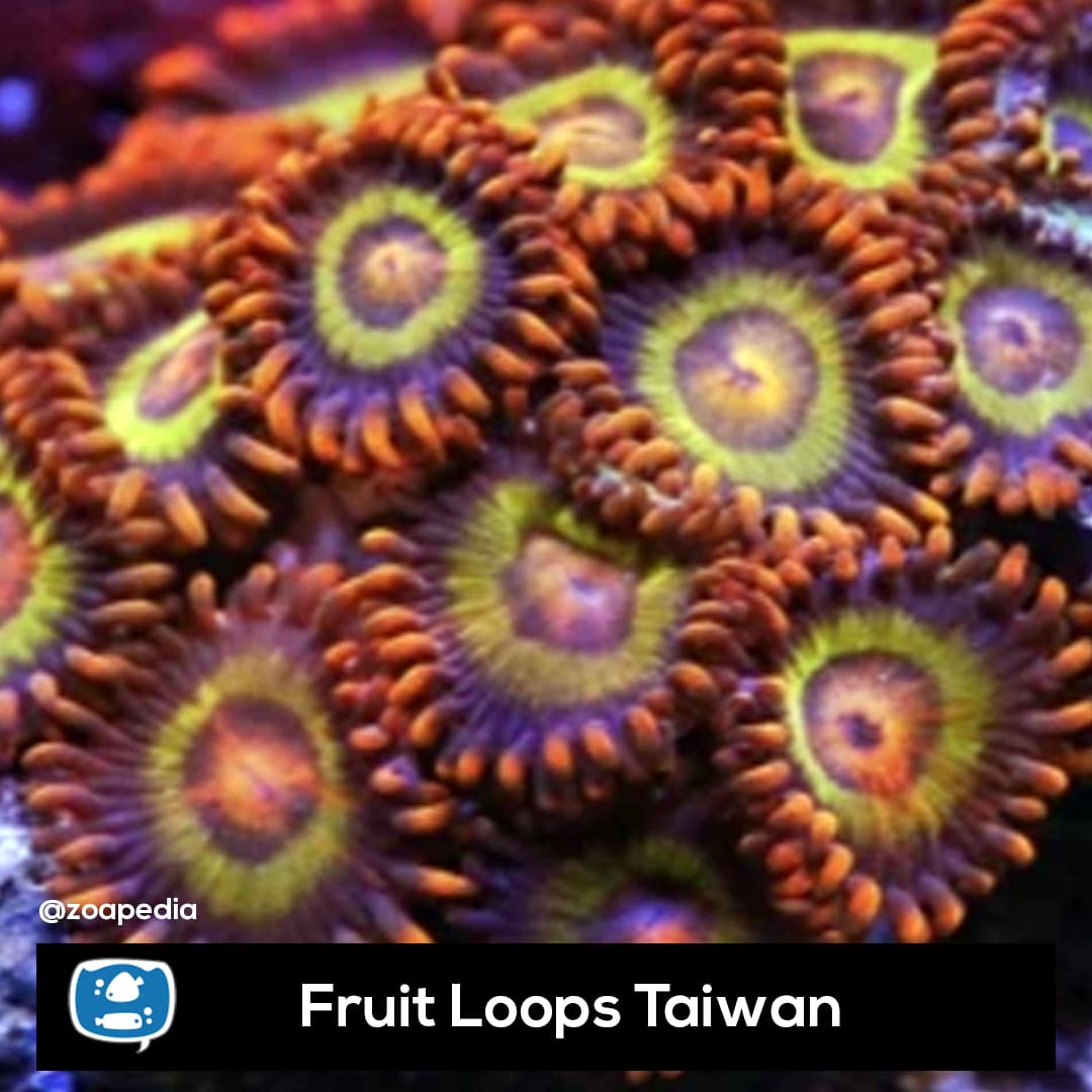 Fruit Loops Taiwan