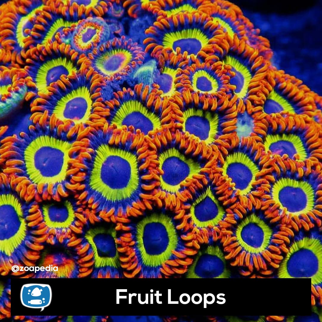 Fruit Loops