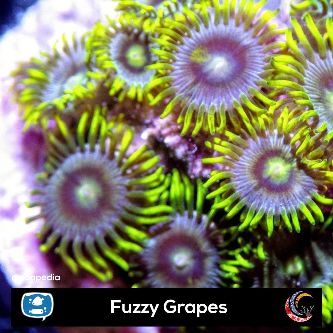 Fuzzy Grapes