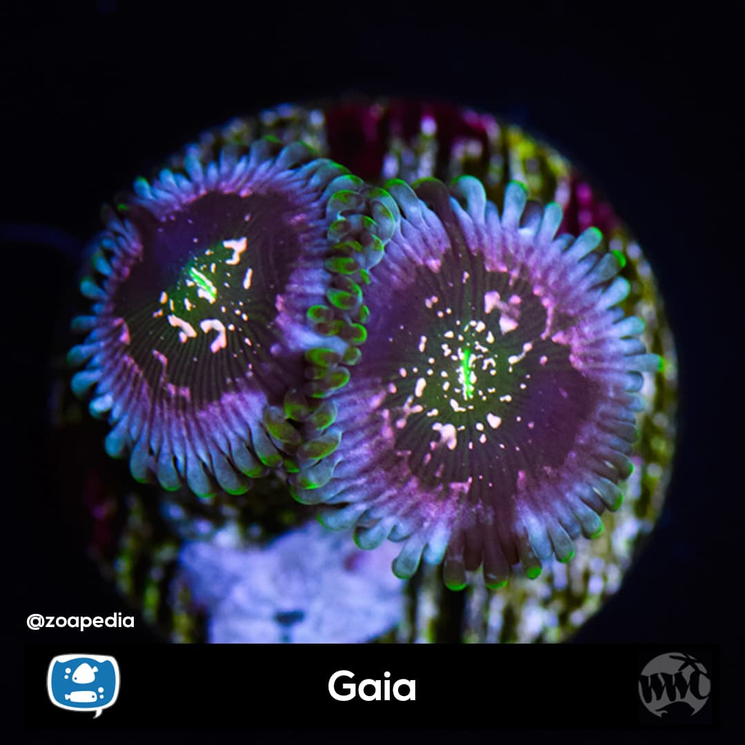 Gaia