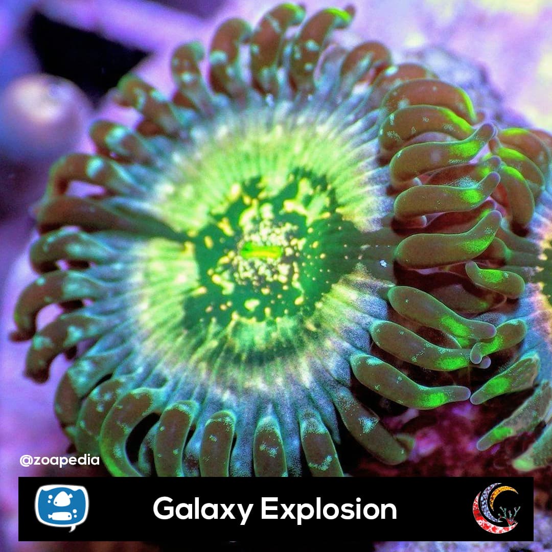 Galaxy Explosion