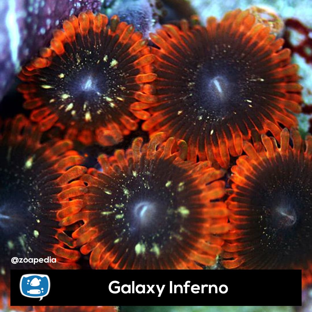 Galaxy Inferno