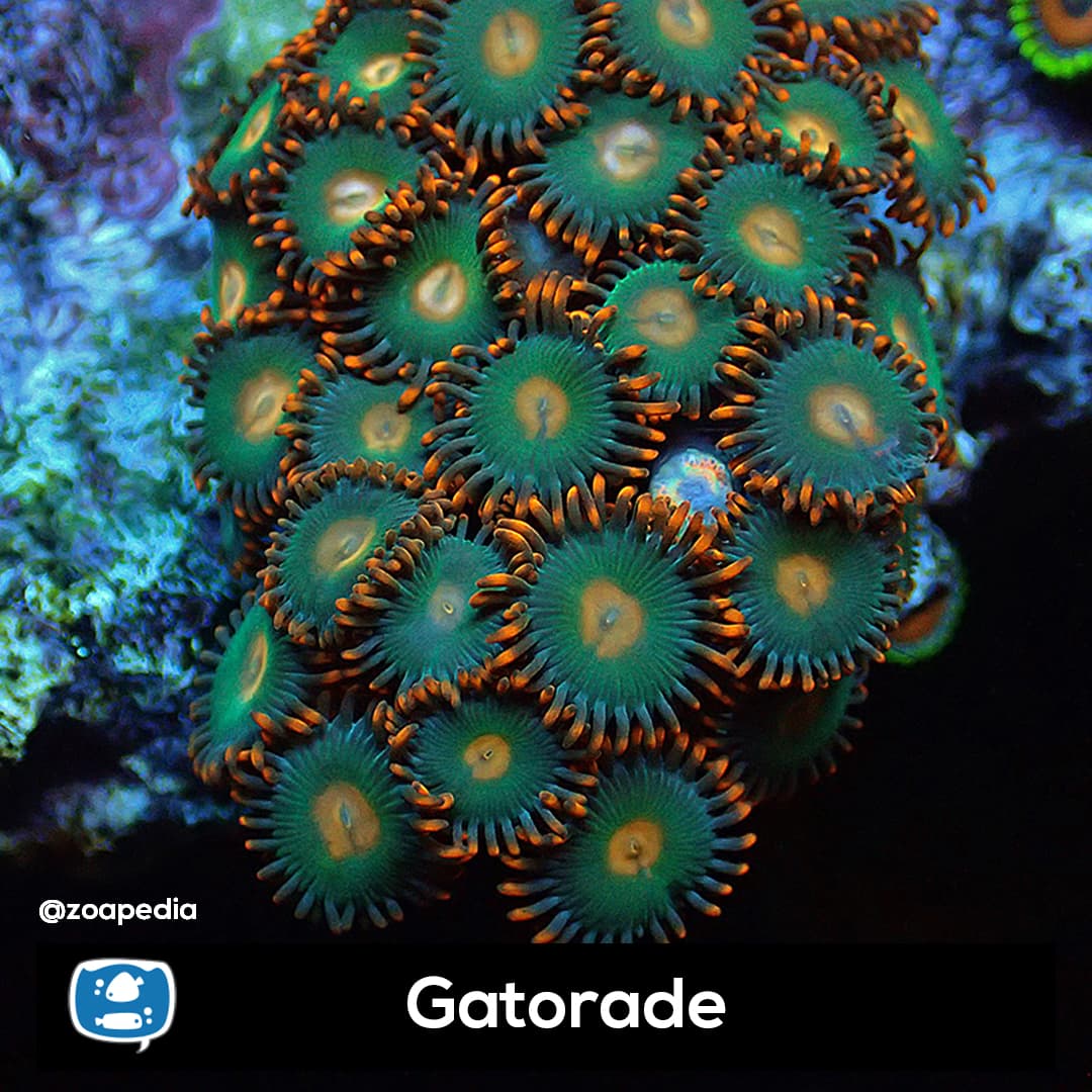 Gatorade