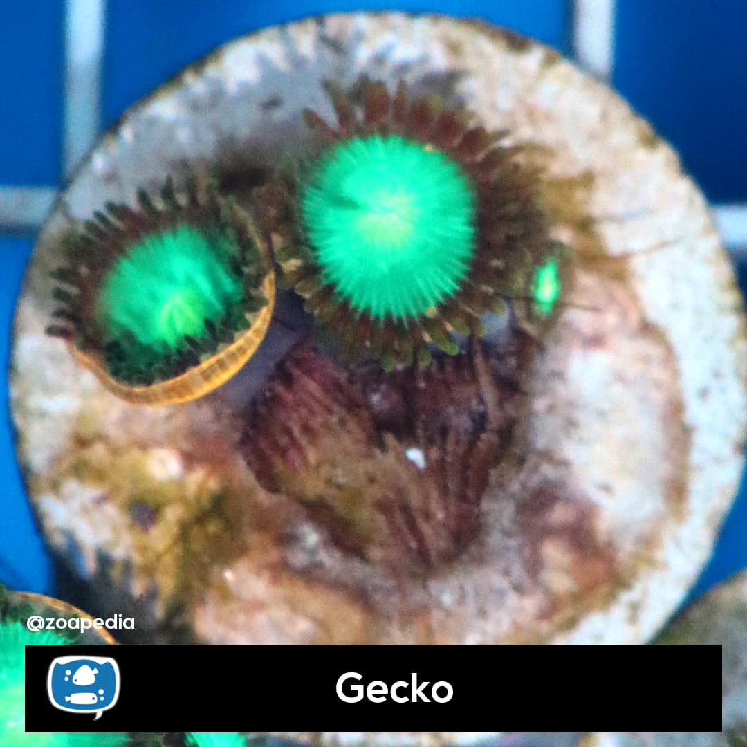 Gecko