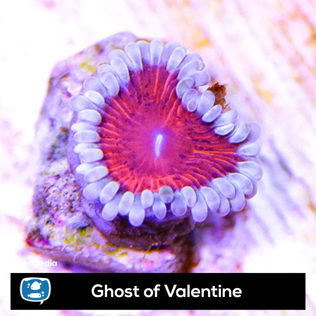 Ghost of Valentine