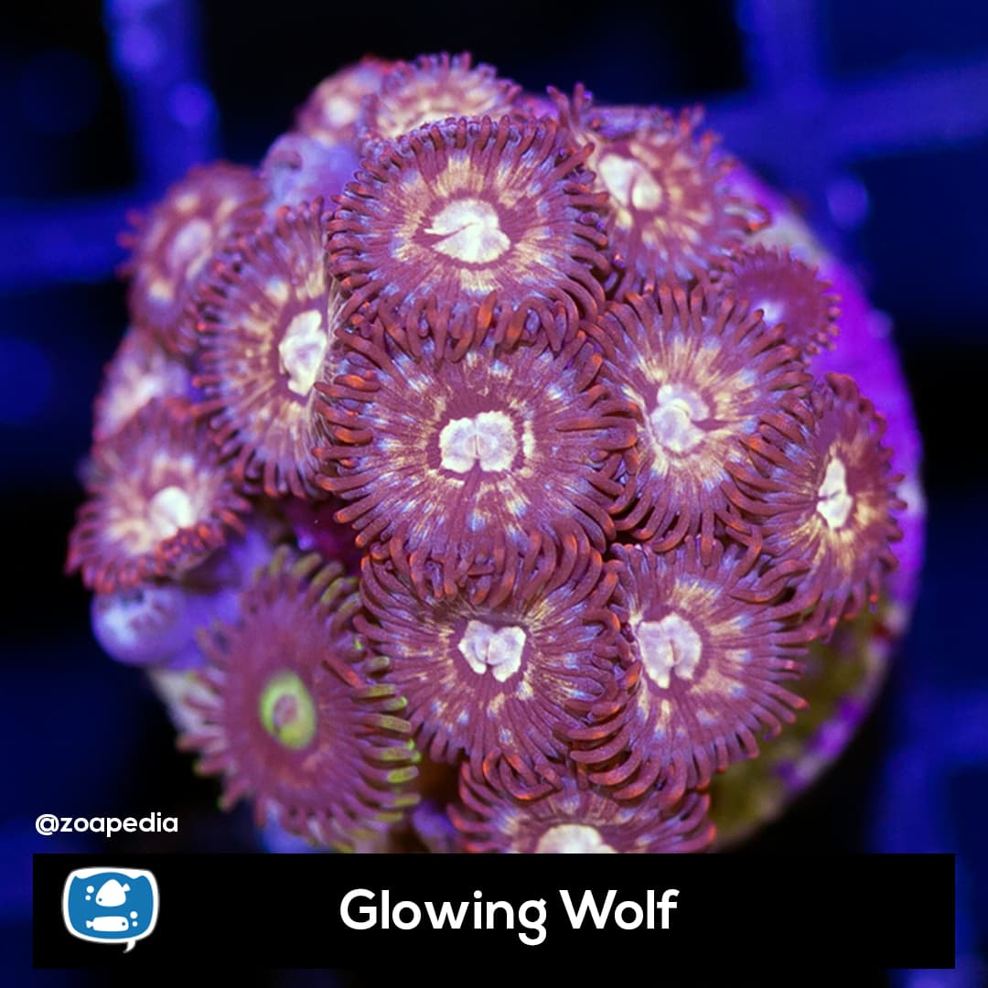 Glowing Wolf