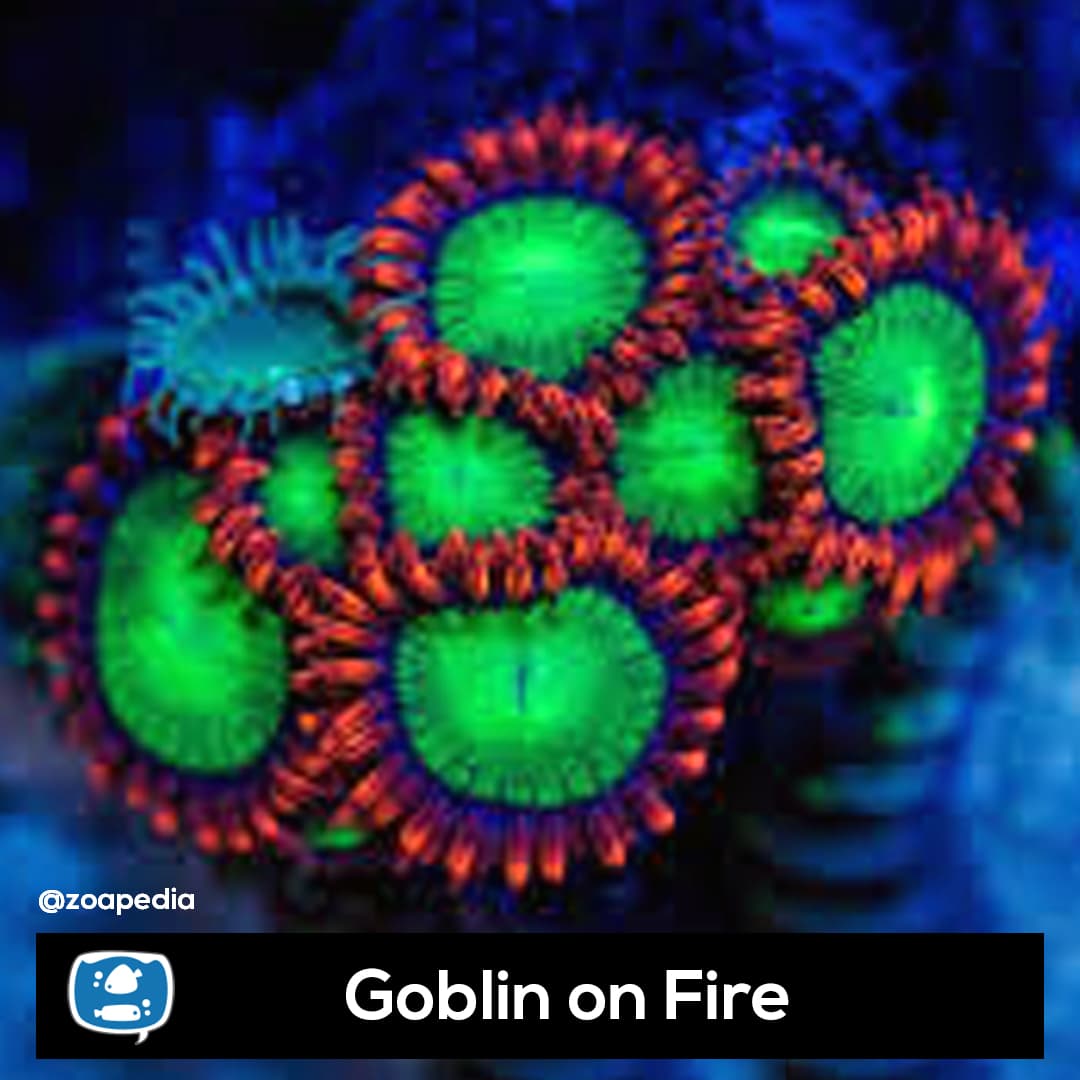 Goblins on Fire