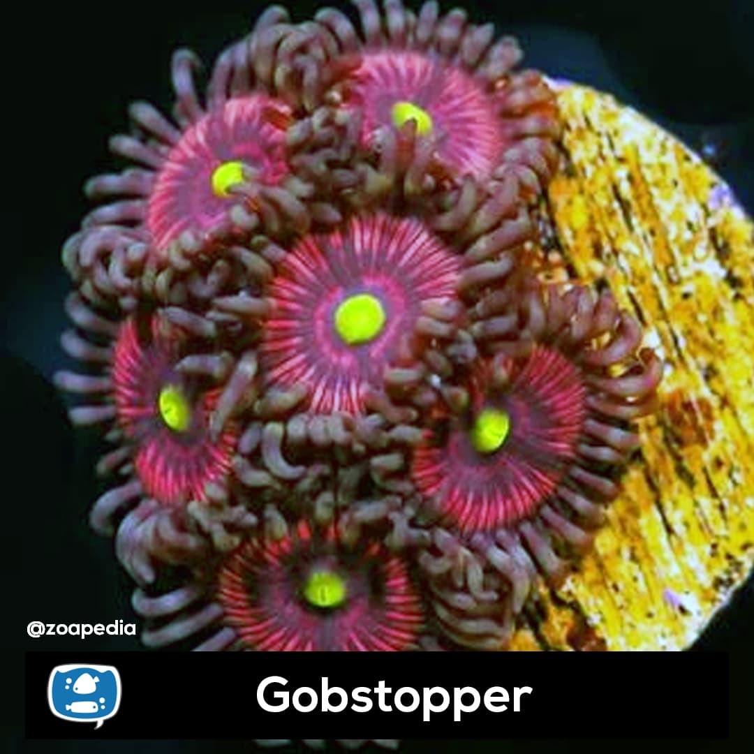 Gobstopper
