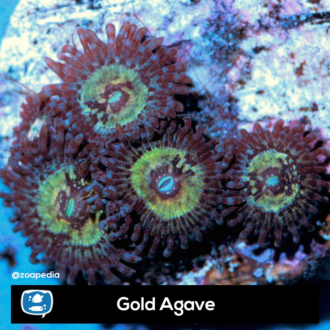 Gold Agave