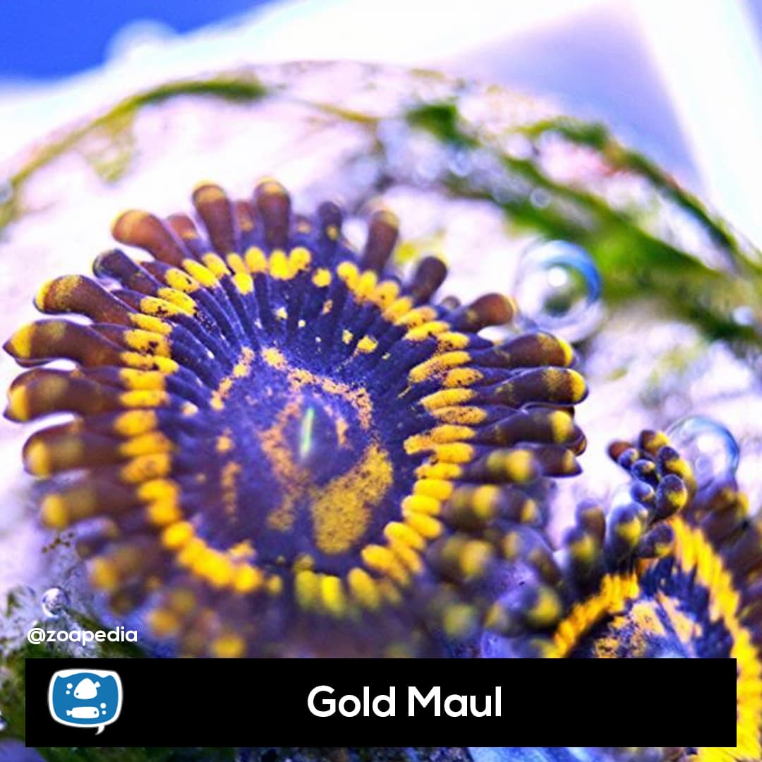 Gold Maul