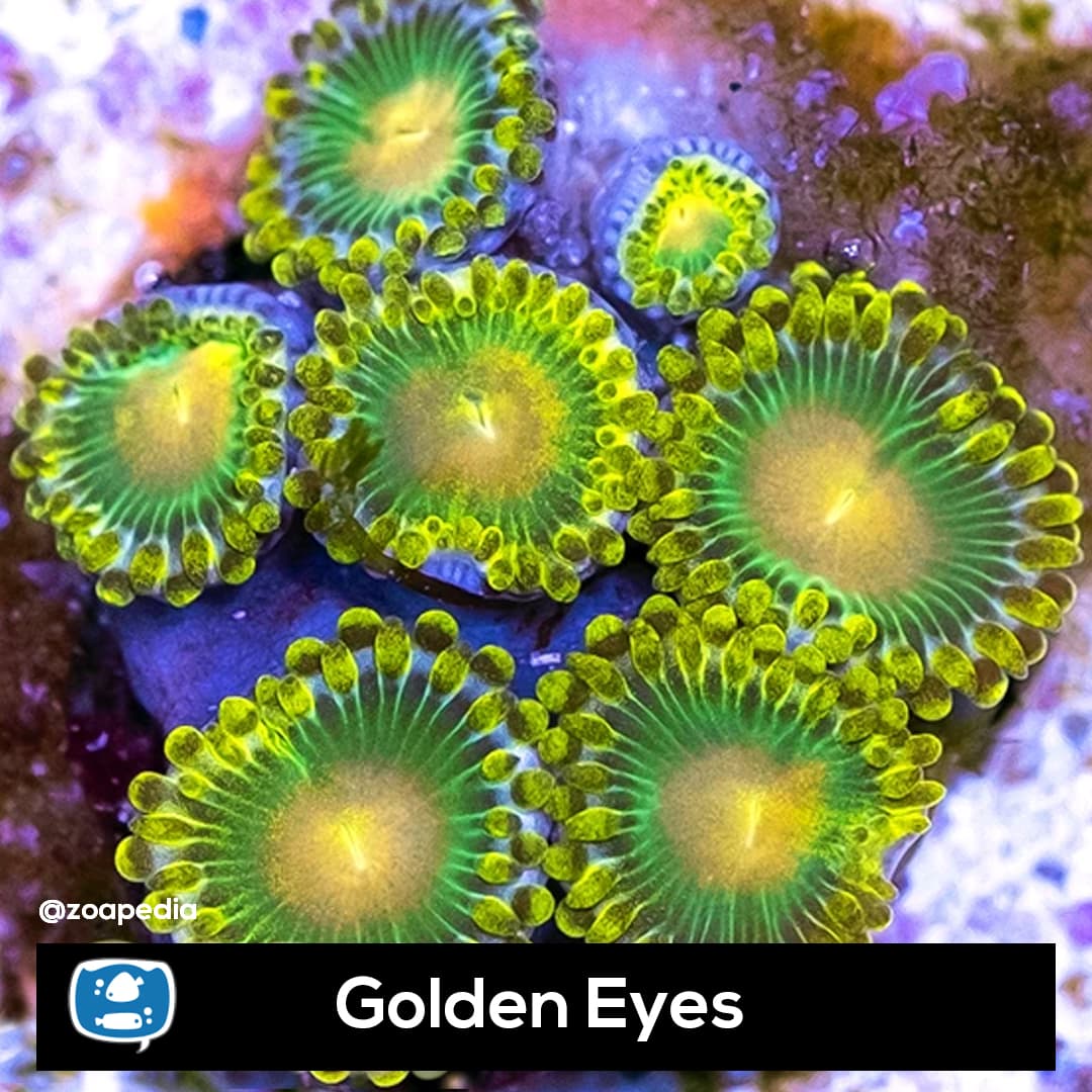 Golden Eyes
