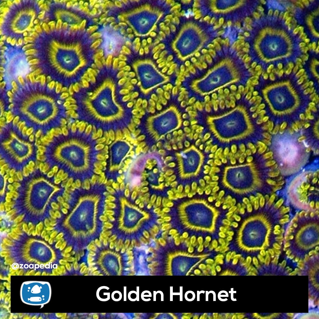 Golden Hornet