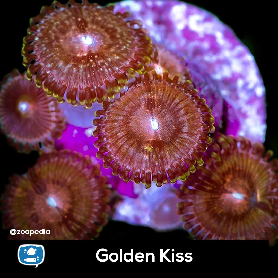 Golden Kiss
