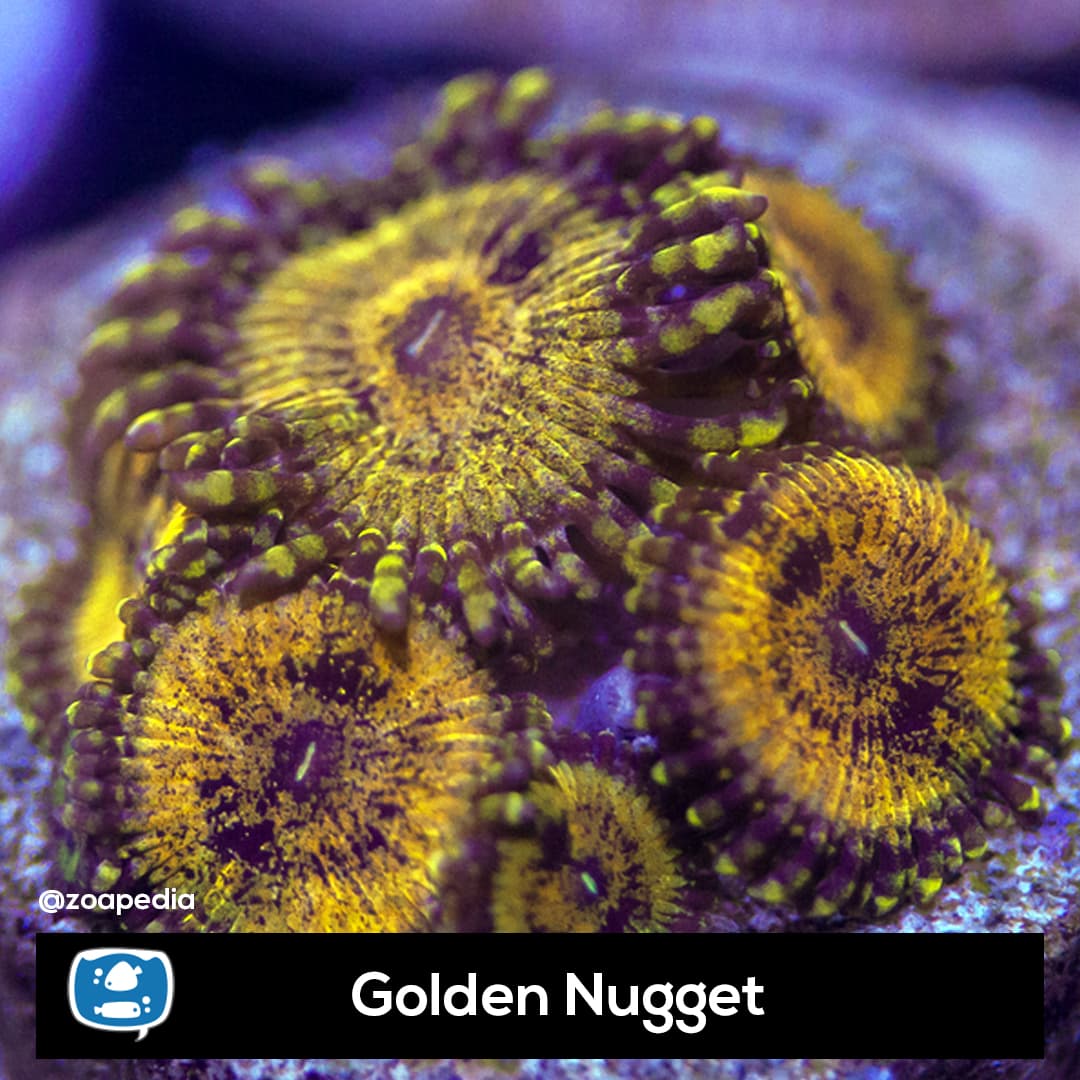 Golden Nugget