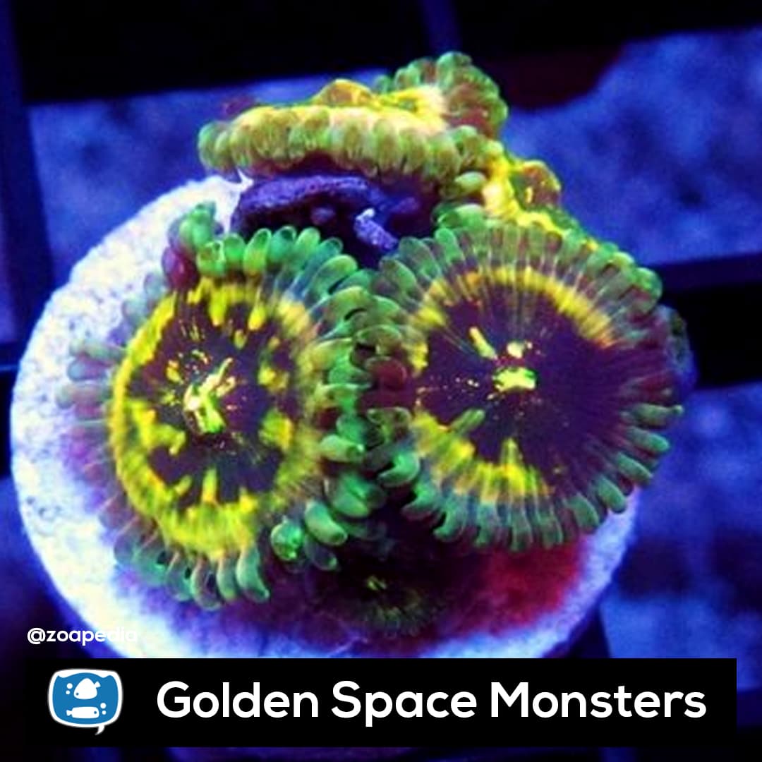 Golden Space Monsters