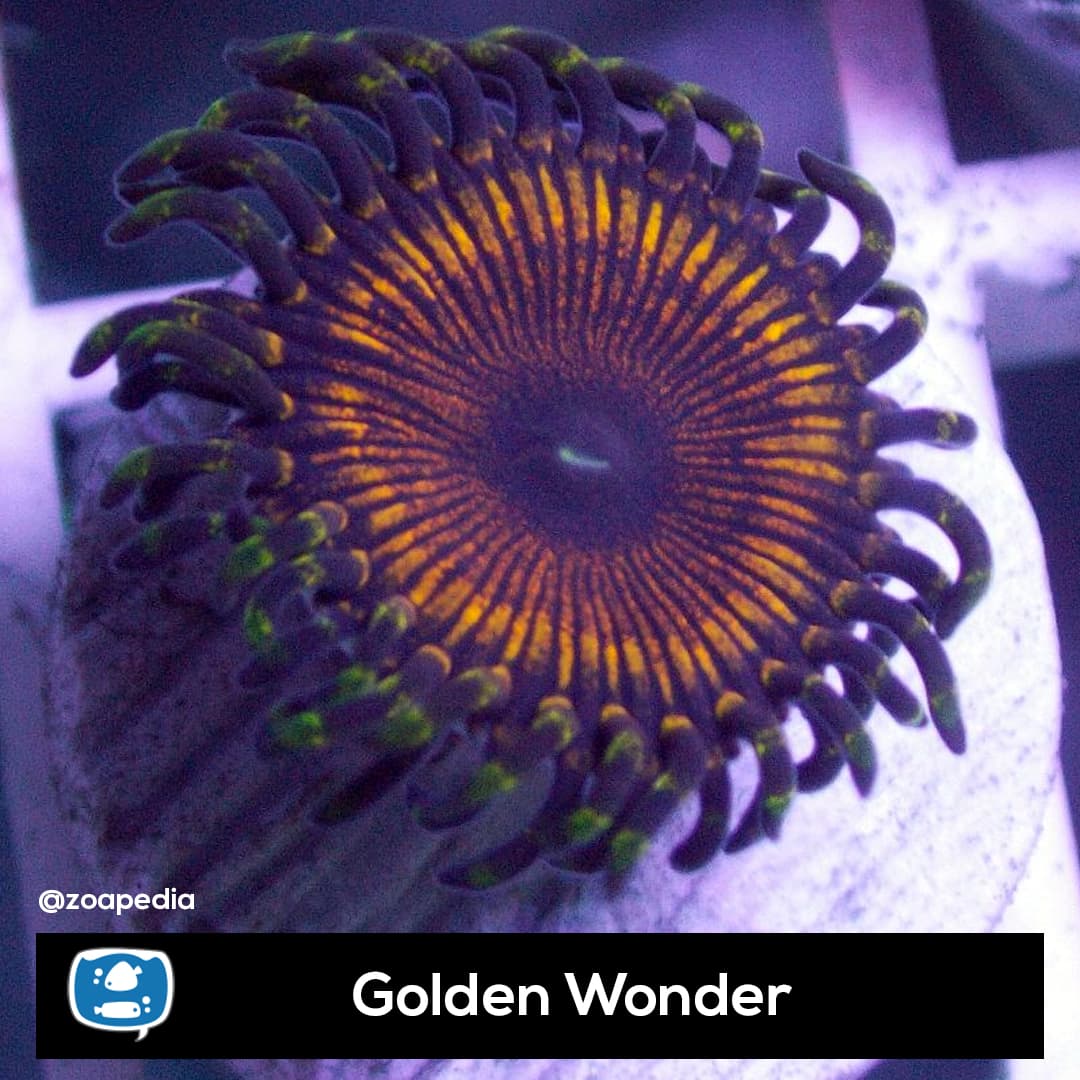 Golden Wonder