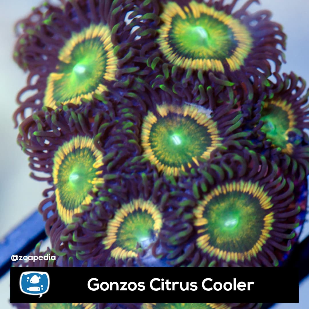 Gonzos Citrus Cooler