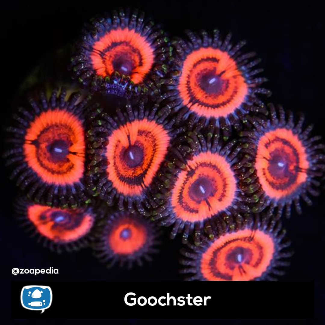 Goochster