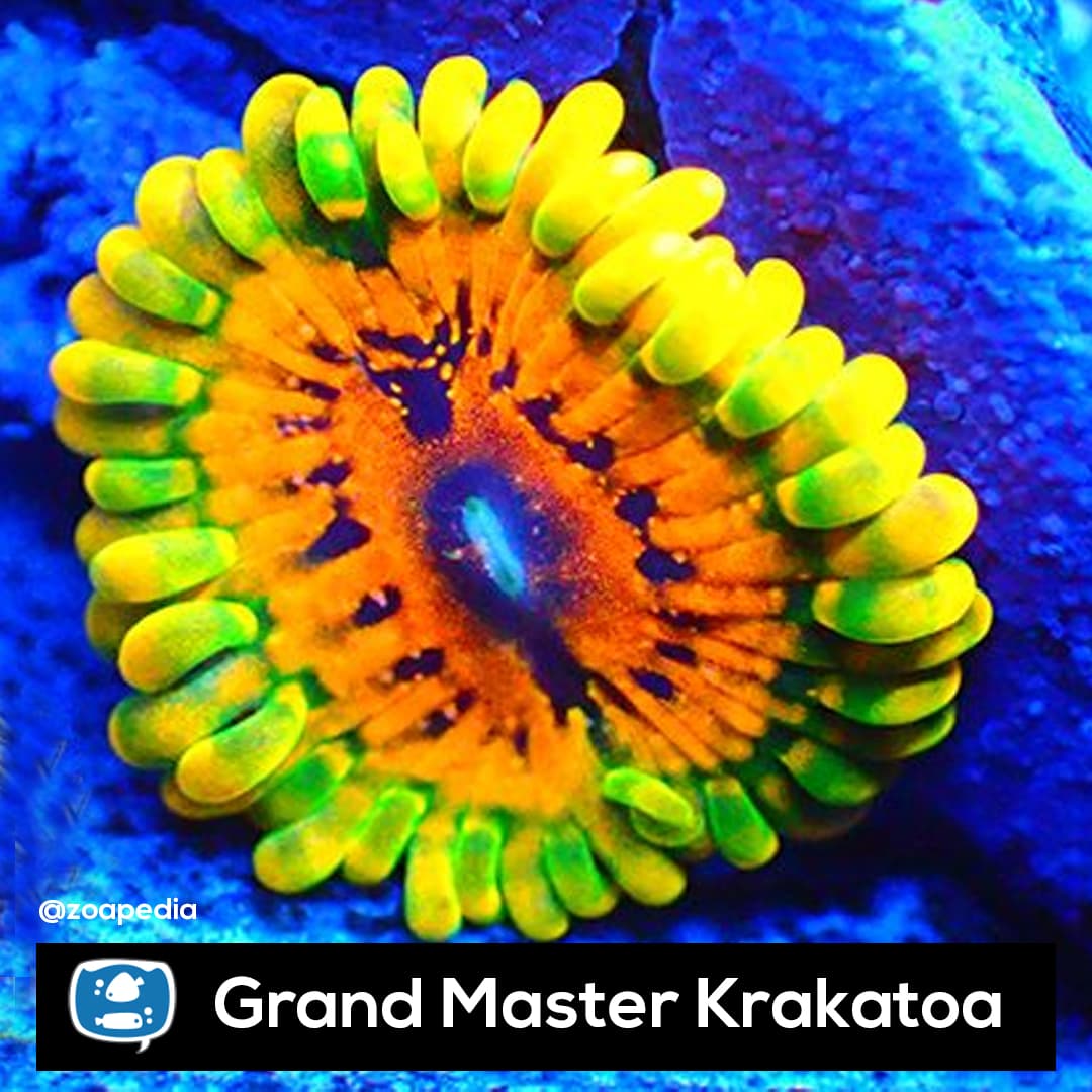 Grand Master Krakatoa