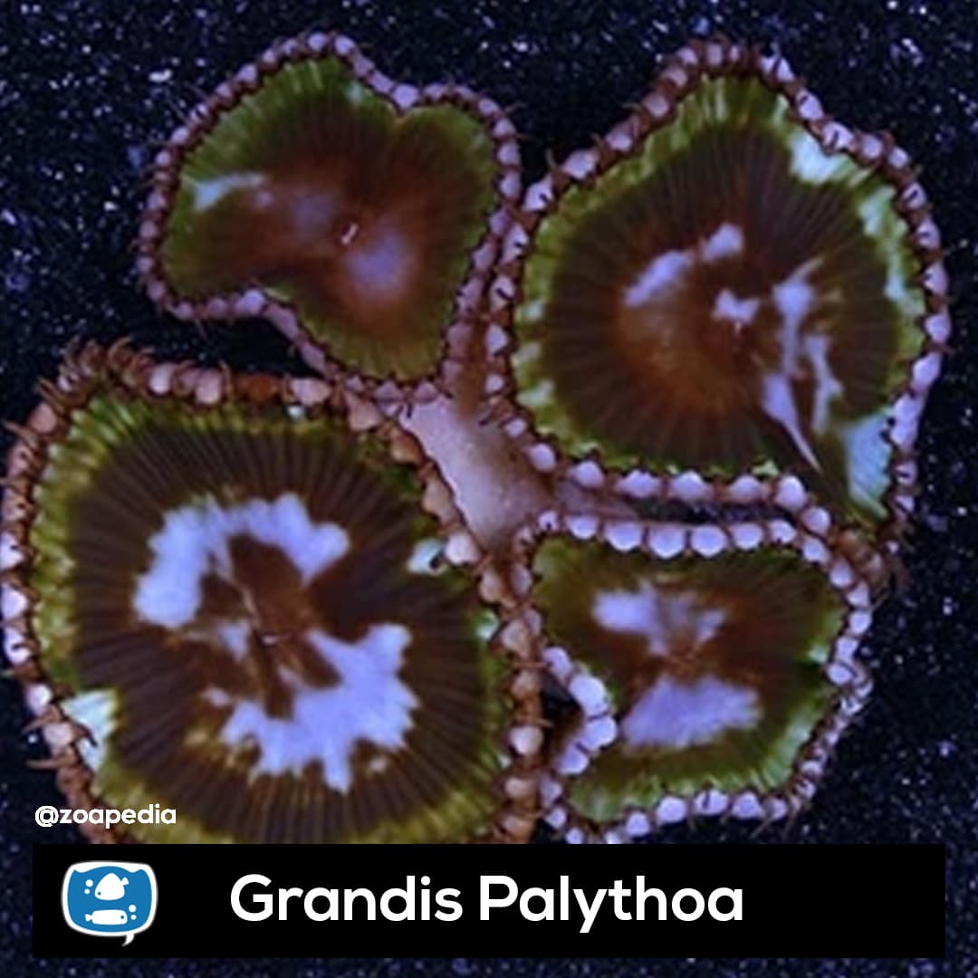 Grandis