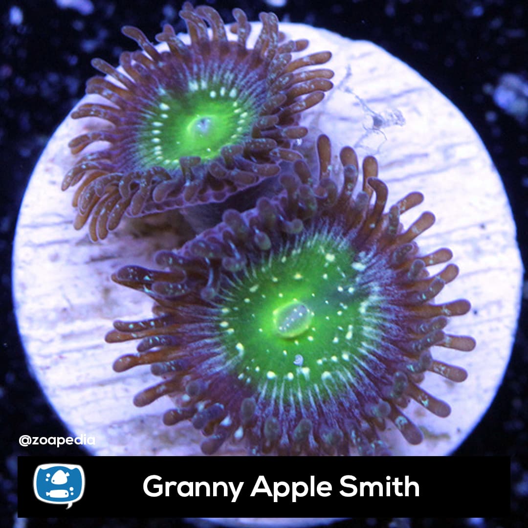Granny Apple Smith