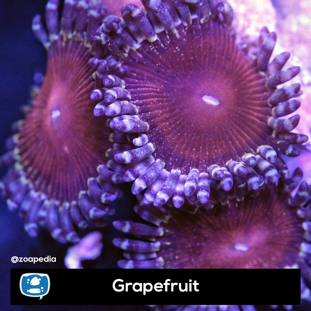 Grapefruit