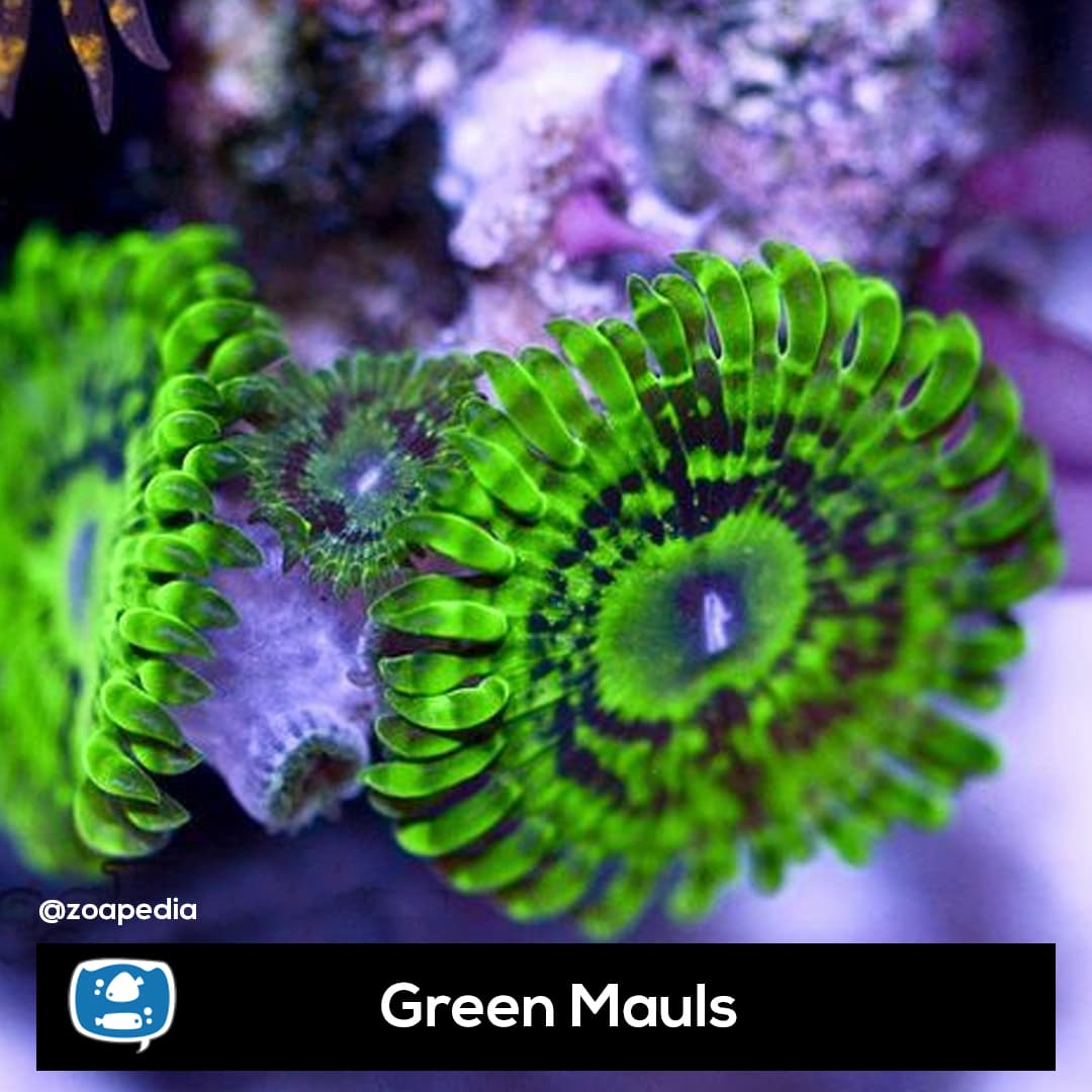 Green Mauls