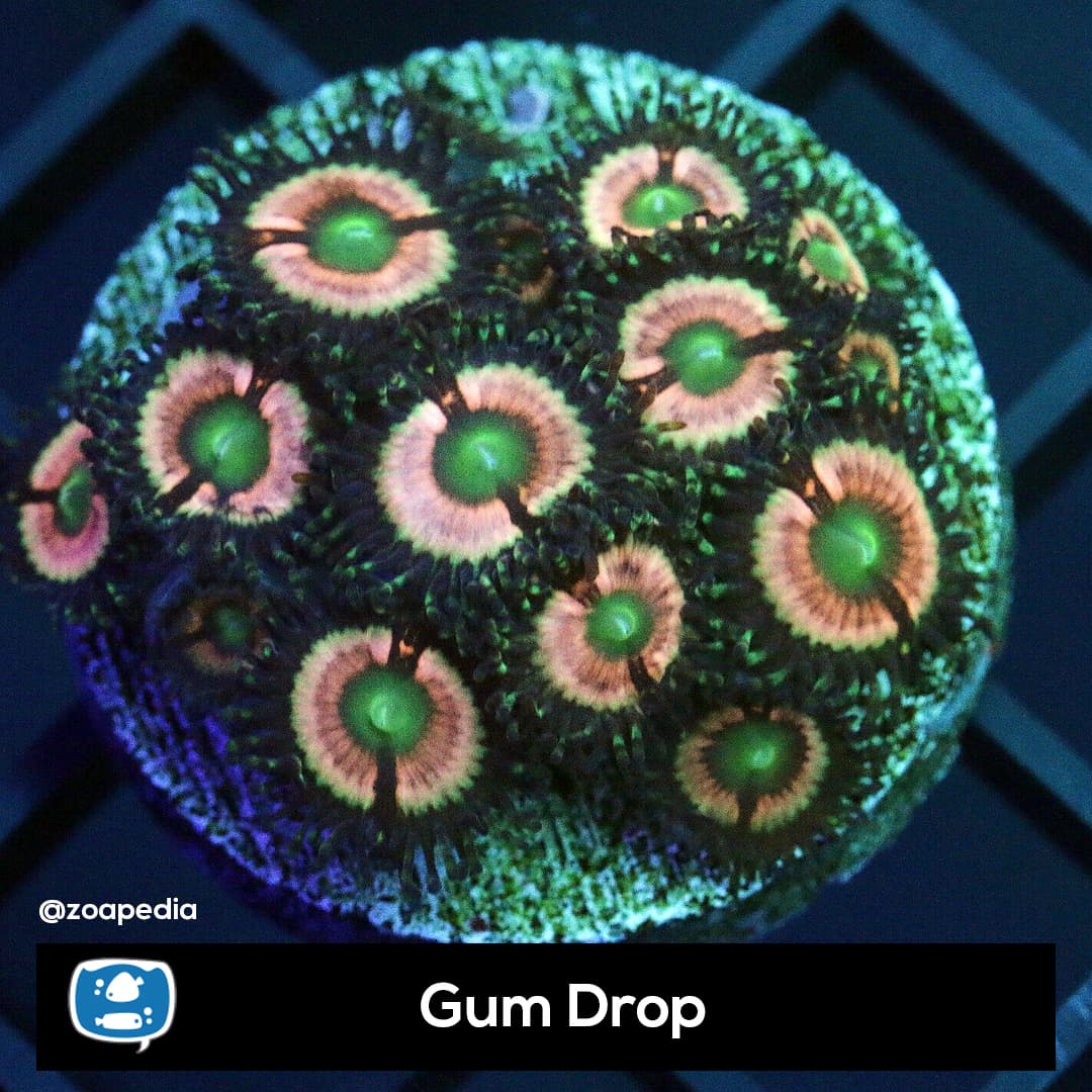 Gum Drop