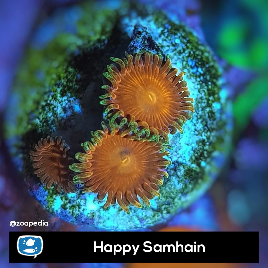 Happy Samhain