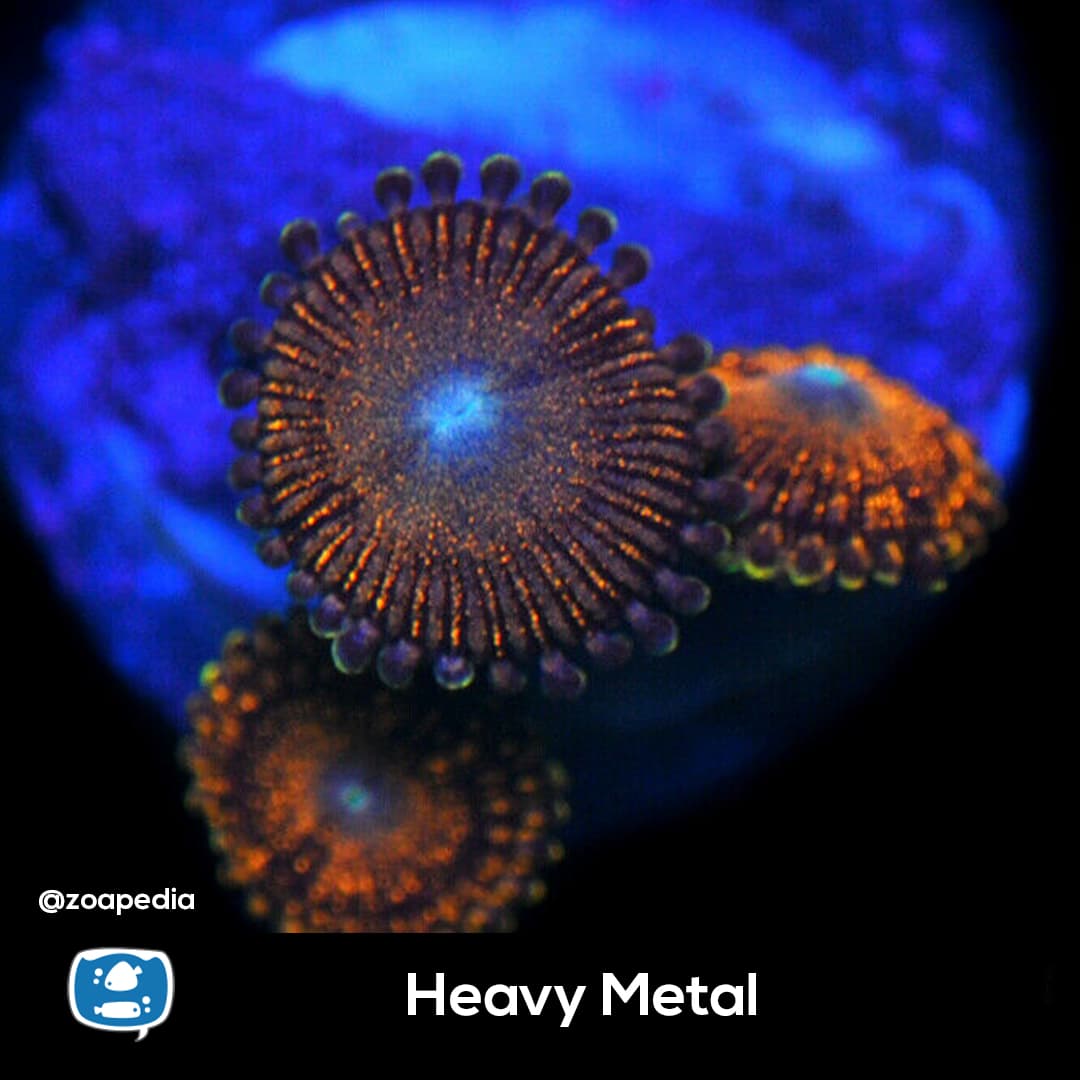 Heavy Metal